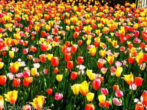 The Best and Worst of Tulip Time
